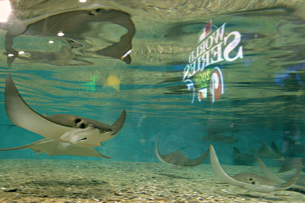 游泳世锦赛：各项目比赛时间一览